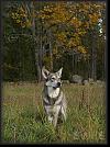 25 Hoest-Herbst-Autumn 07 * 2400 x 3243 * (4.27MB)